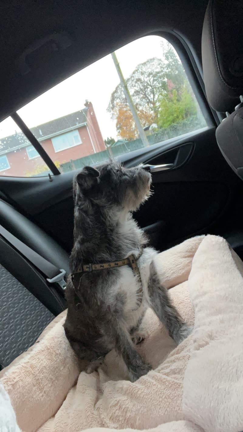 A freshly groomed grey and white schnauzer sitting up on a cream blanket in the back of a car, looking out at a Stroud street