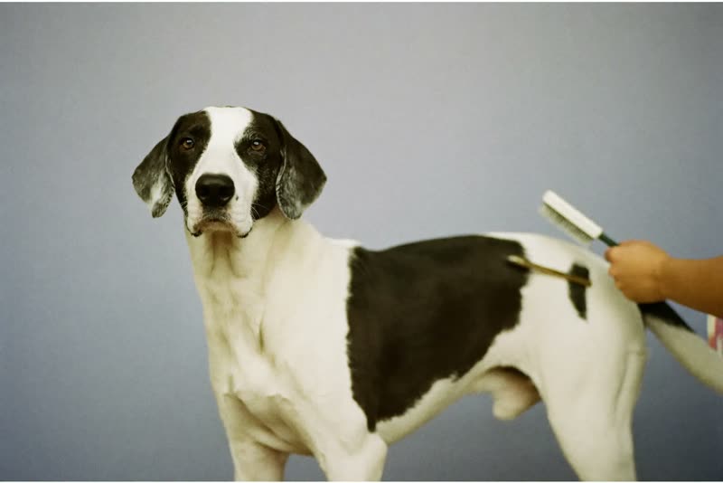 A dog standing calmly partway through a groom