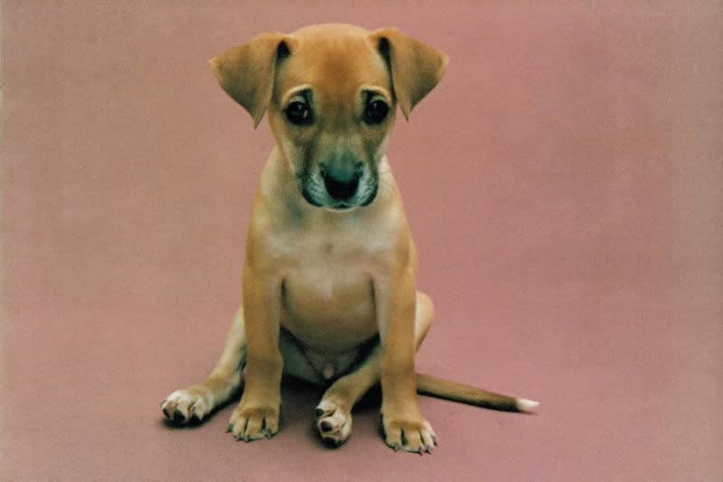 A puppy sitting still, waiting