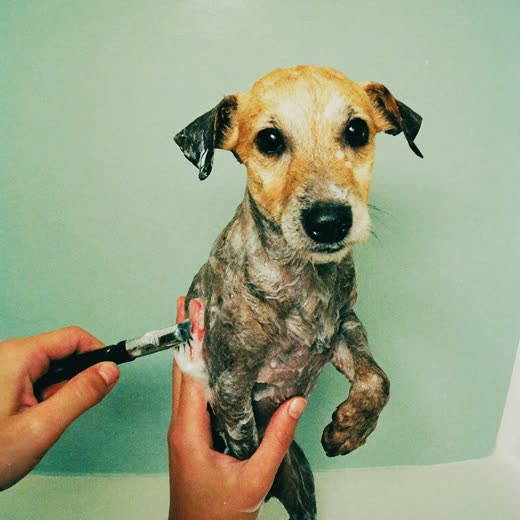 A small dog being bathed and lathered