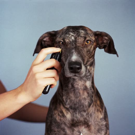 Clippers working through a dog's coat