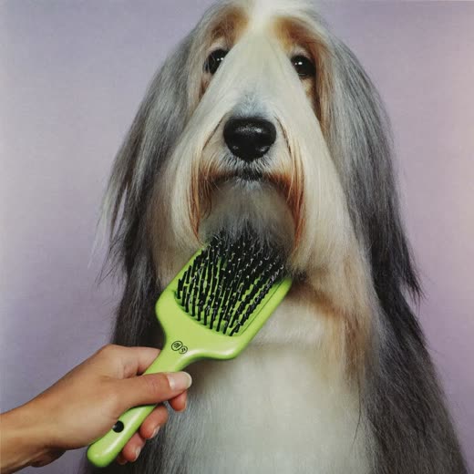 A brush lifting loose undercoat from a long-haired dog