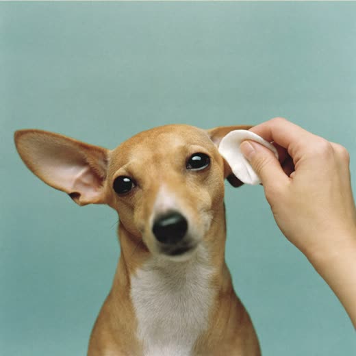 A dog having its ears cleaned